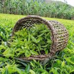 پرداخت تسهیلات کم‌بهره به چایکاران آغاز شد