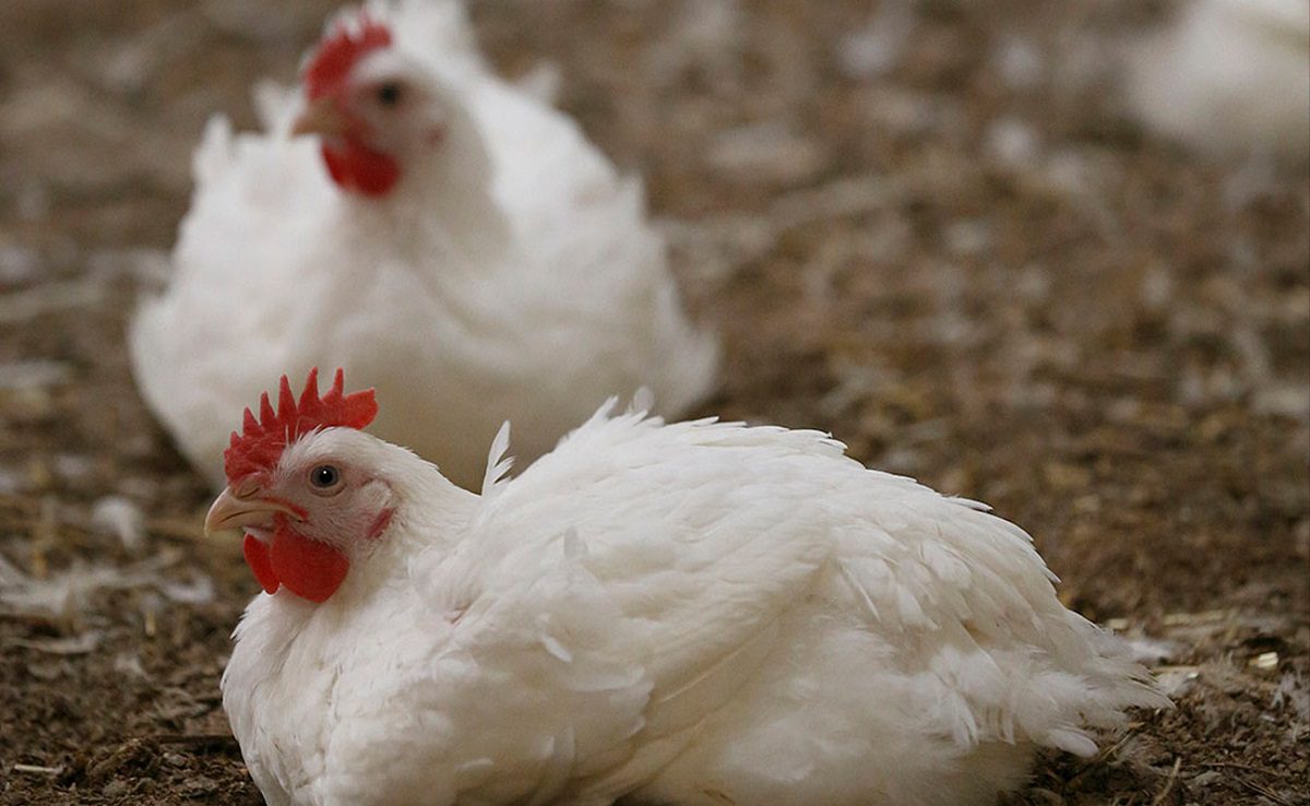 افزایش روند جوجهریزی