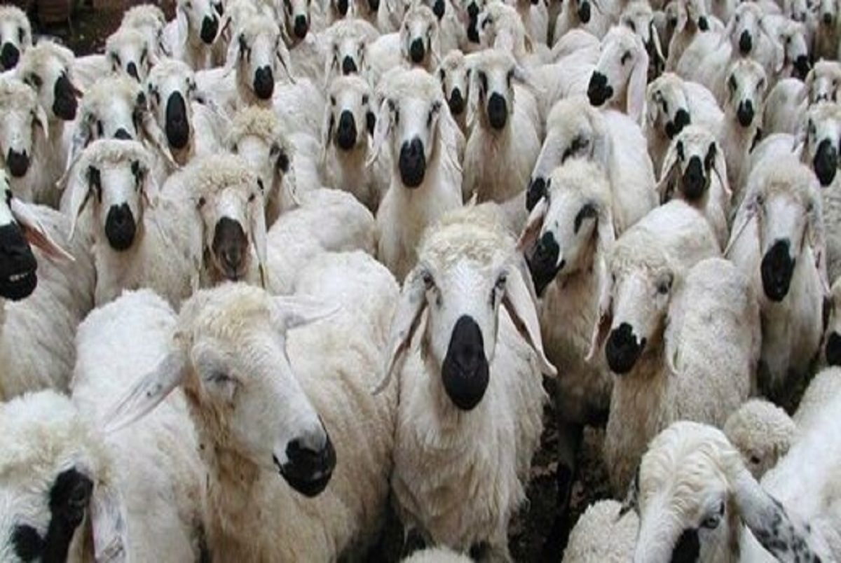 نکات بهداشتی