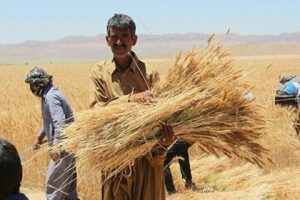 پرداخت مطالبات گندمکاران