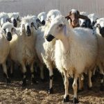 قیمت دام زنده در آستانه عید قربان