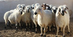 قیمت دام زنده