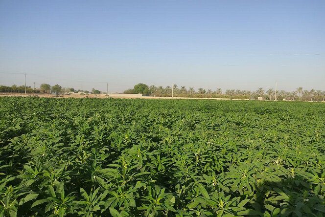 افتتاح ۴۳ طرح اشتغال زایی