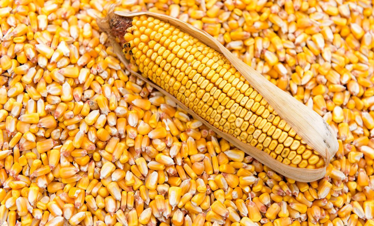 عودت ذرت فاسد به روسیه