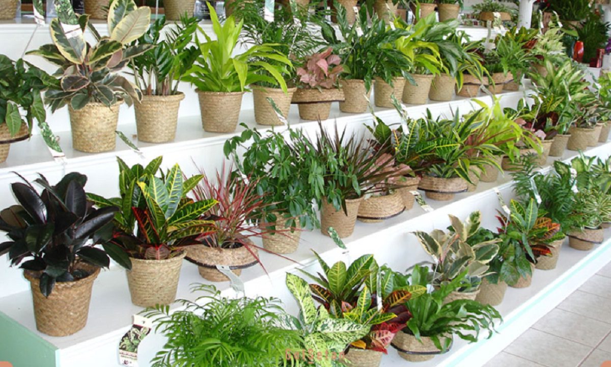 فرار مالیاتی موسسه های گل آرایی