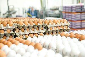 قیمت تخم مرغ