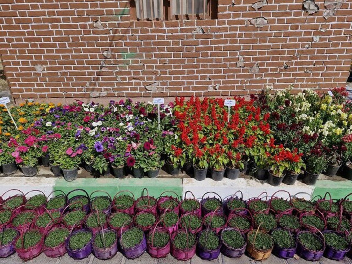 قیمت گل و سبزه