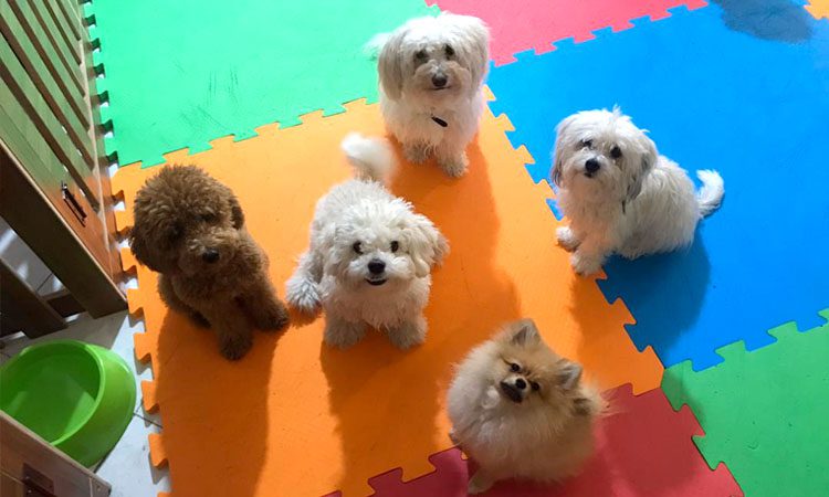 پانسیون های غیرقانونی حیوانات