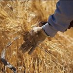 واریز 41.8همت دیگر از مطالبات گندم‌کاران