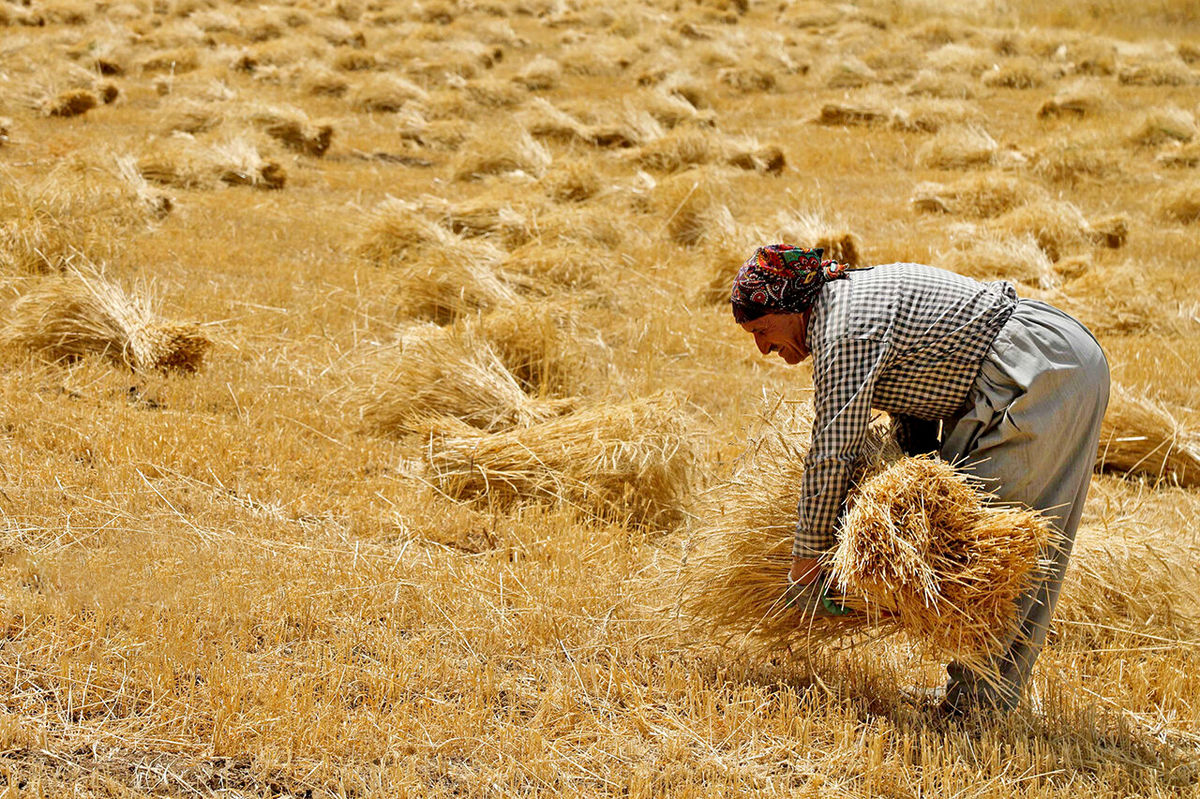 تعویق مطالبات گندمکاران