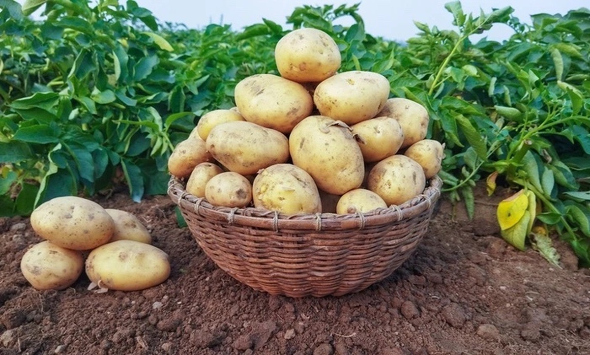 عرضه سیب‌ زمینی پاکستانی و ترکی