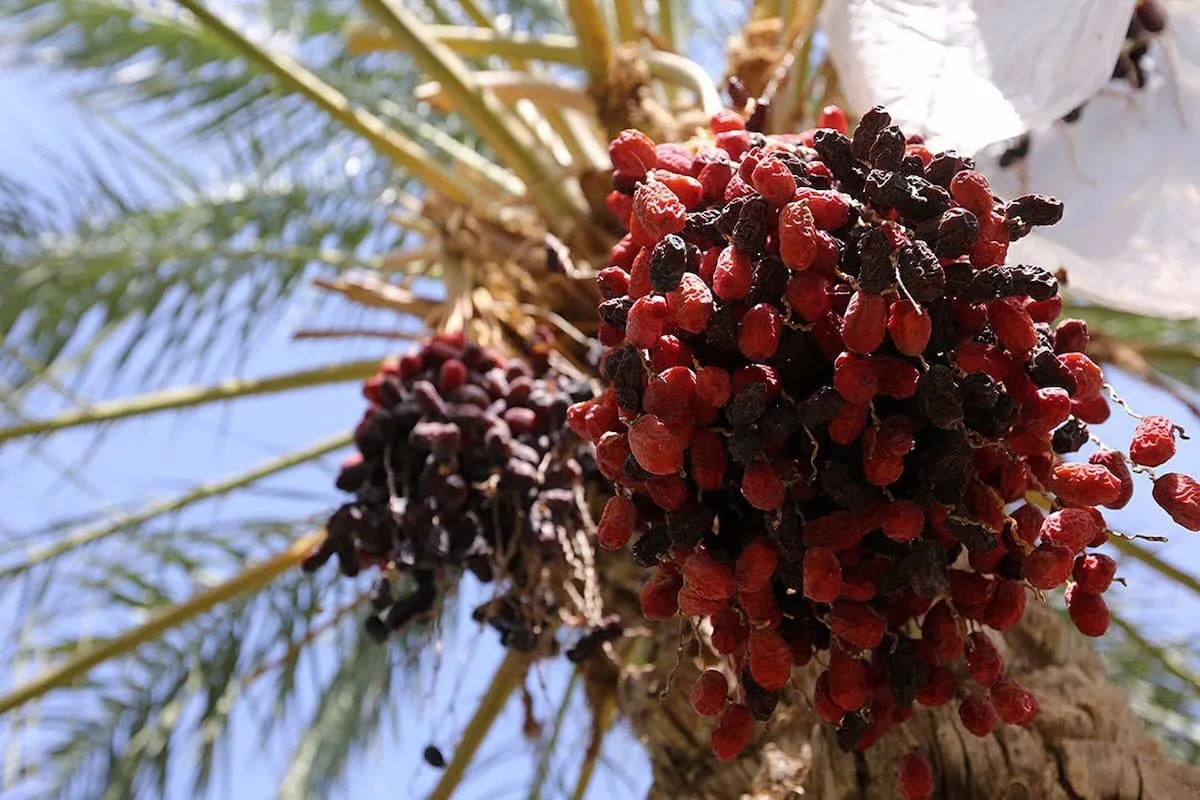 خرید حمایتی خرما
