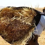 واریز قطره‌چکانی مطالبات گندمکاران از سوی دولت 