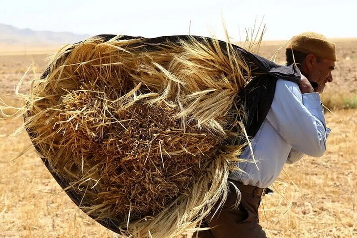 مطالبات گندمکاران