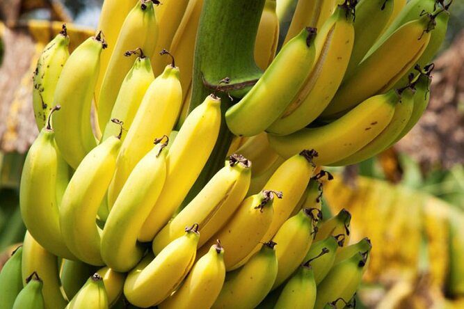 توقف واردات موز