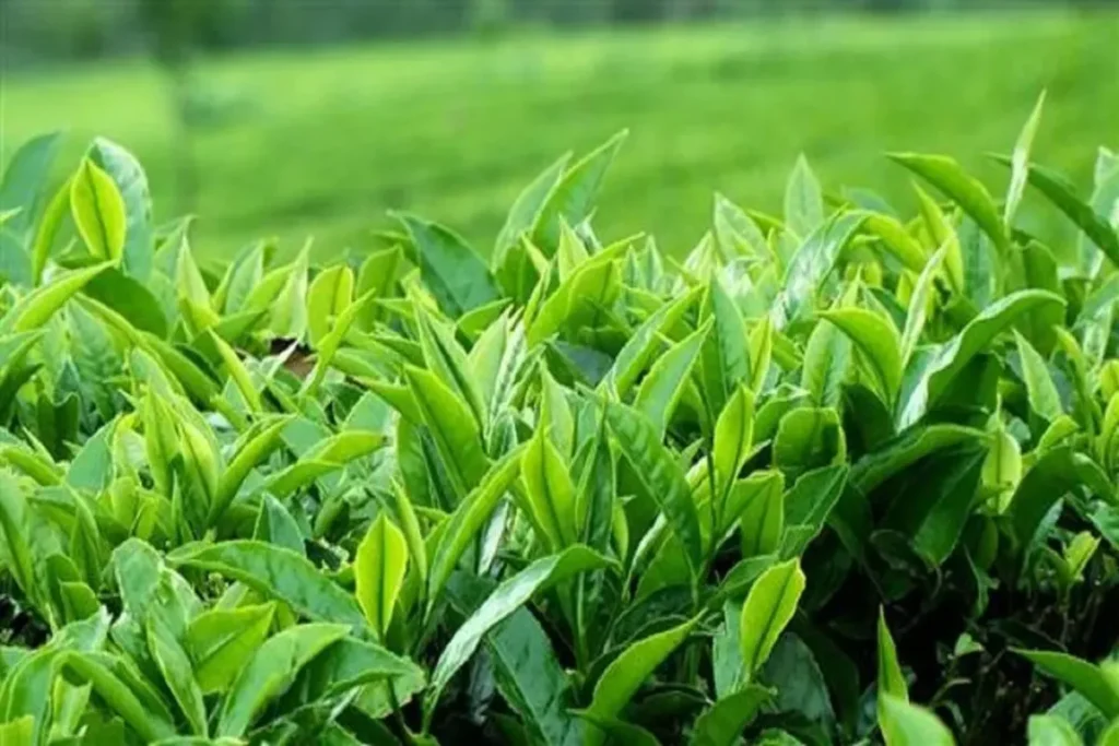 خرید برگ سبز چای