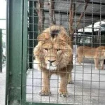 حیوانات باغ وحش دزفول به سرقت رسیدند