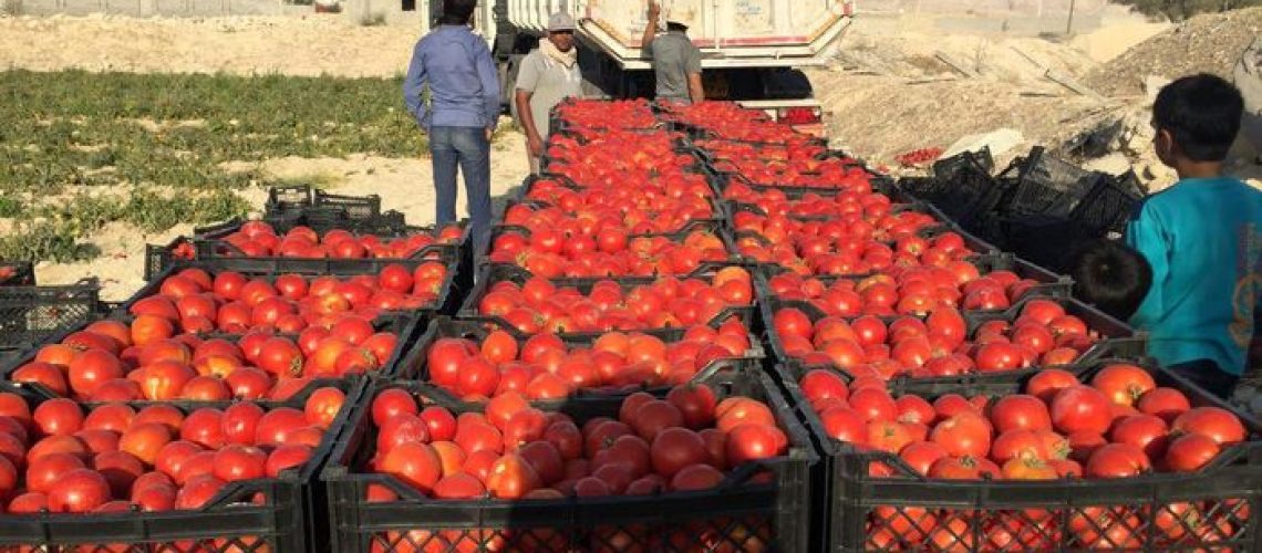 گوجه