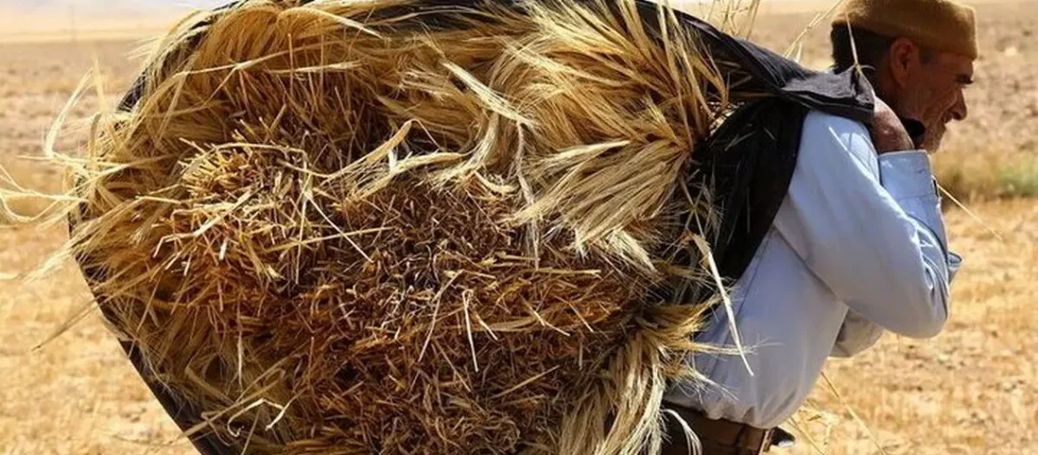 مطالبات گندمکاران