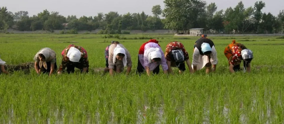 مجوز کشت برنج