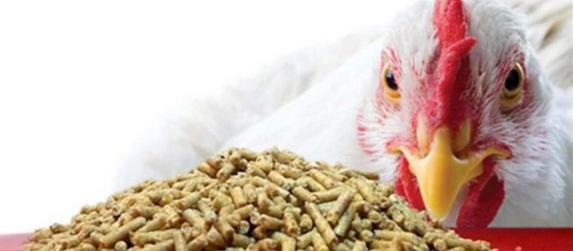 چالش بازار مرغ