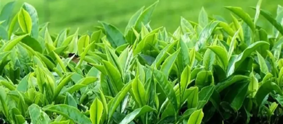 خرید برگ سبز چای