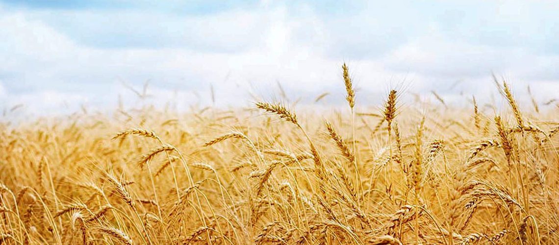 سرکوب سفره غذا