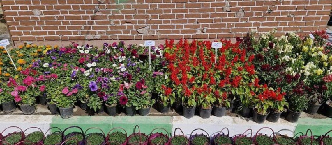 قیمت گل و سبزه