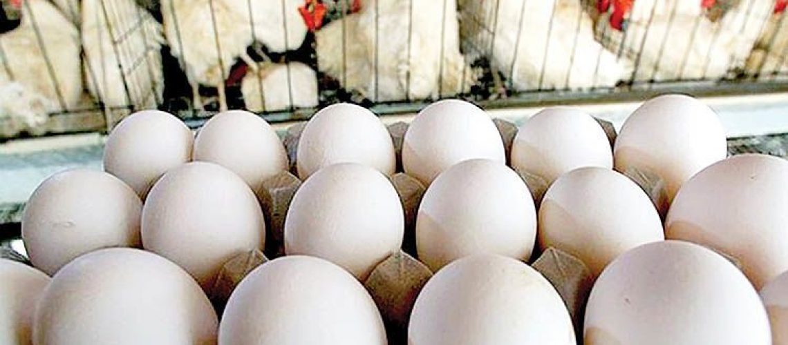 قیمت مرغ و تخم مرغ