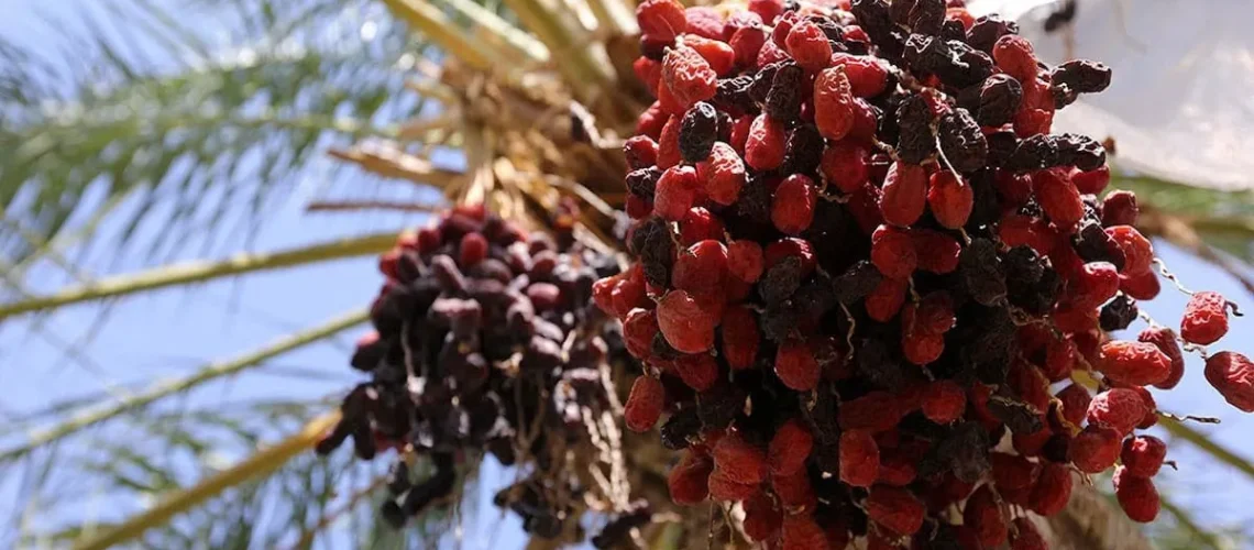 خرید حمایتی خرما