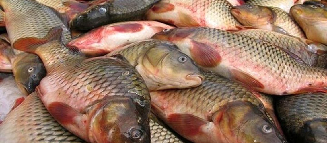 قیمت ماهی