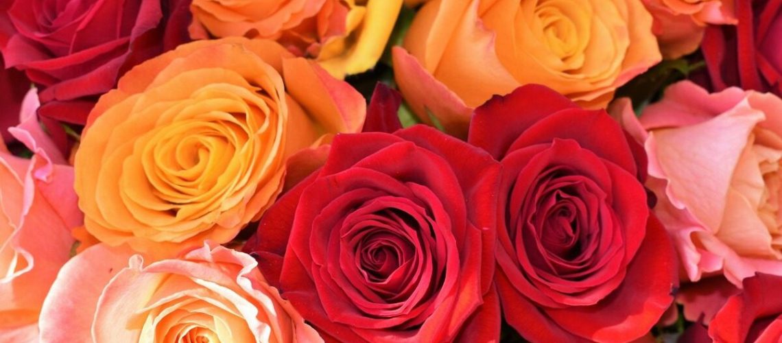 معنی رنگ گل رز چیست؟