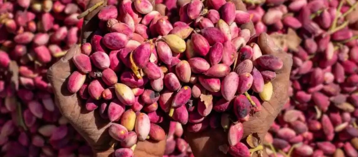 پسته ایرانی در حال سورت شدن