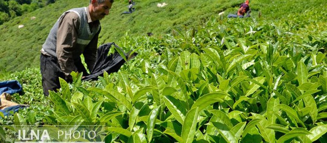 مطالبات چایکاران لنگرودی