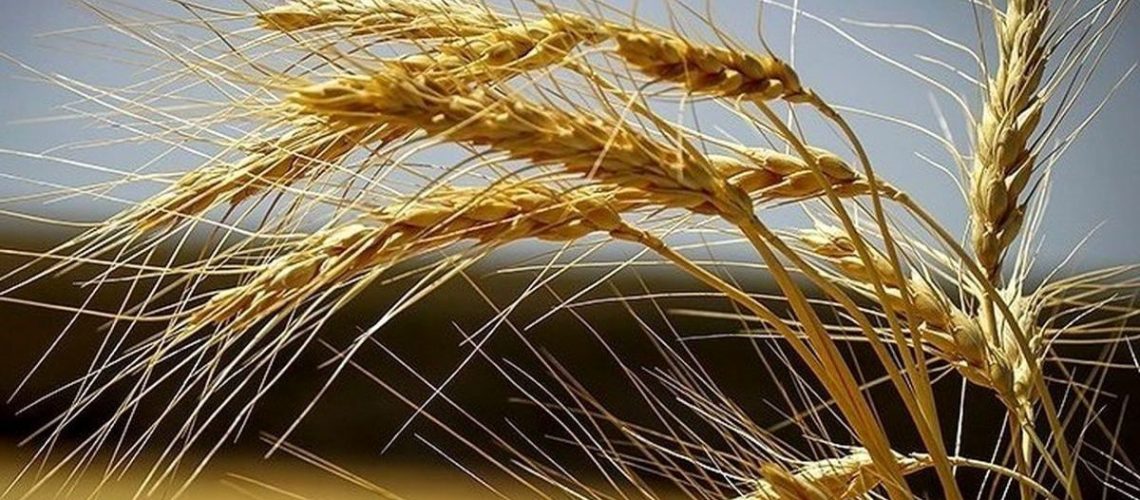 جزییات مطالبات گندمکاران
