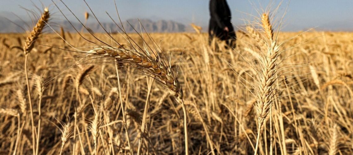 قیمت جدید گندم