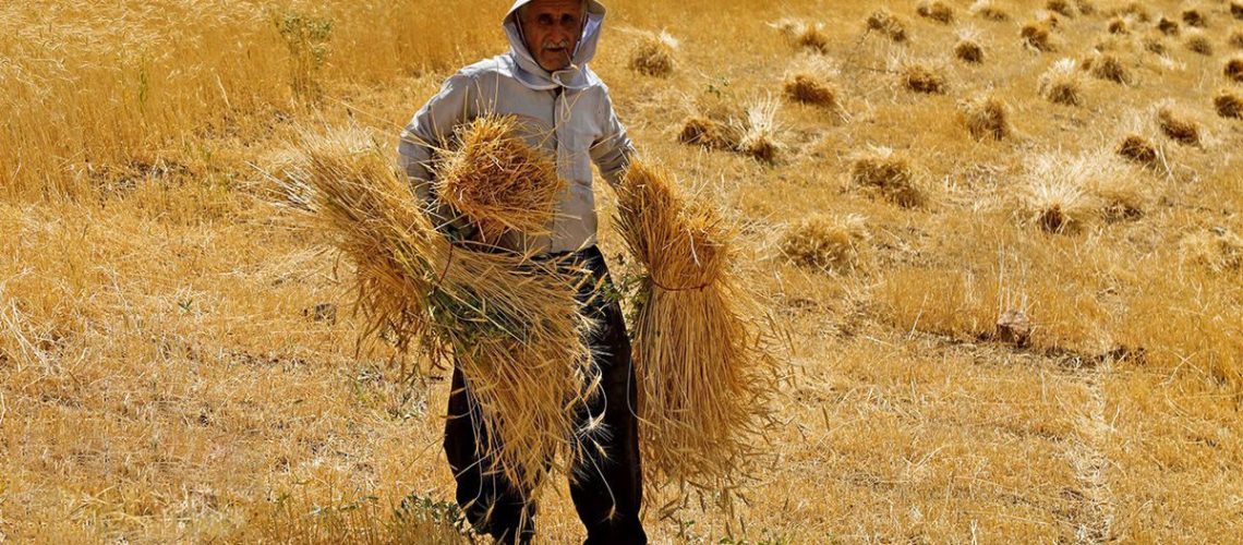 خرید تضمینی گندم
