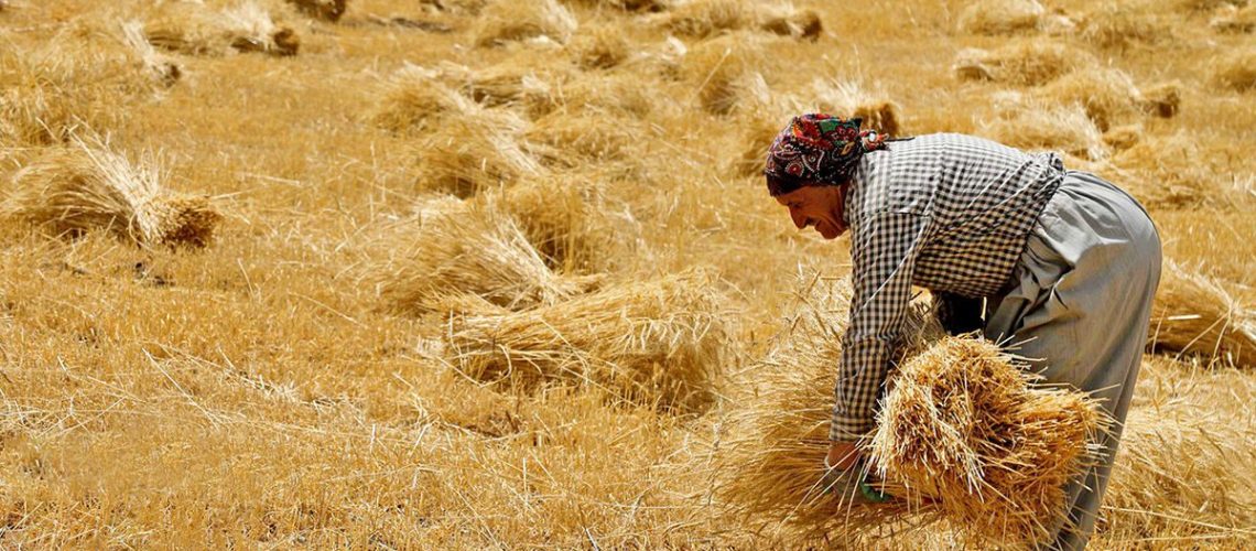 نرخ خرید تضمینی گندم